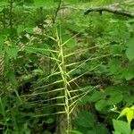 Elymus hystrix Folio