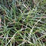 Liriope spicata Leaf