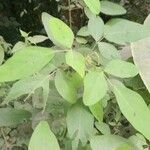 Desmodium tortuosum عادت داشتن