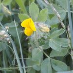 Lotus edulis Lorea