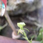 Liparis epiphytica Blomma
