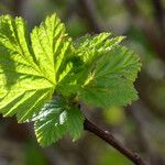 Ribes laxiflorum Feuille