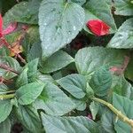 Salvia splendens Leht