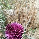 Allium sphaerocephalum Fleur