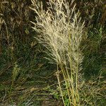 Deschampsia cespitosa Ffrwyth