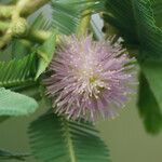 Mimosa pigra 花