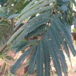 Calliandra houstoniana Feuille