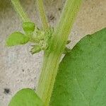 Parietaria debilis Casca