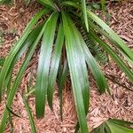 Trimezia gracilis Leaf