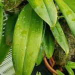 Bulbophyllum facetum ഇല