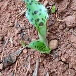 Drimiopsis maculata Leaf