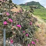 Cylindropuntia imbricata Агульны выгляд