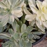 Aeonium castello-paivae Likasa