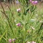 Centaurium erythraea Pokrój