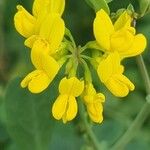 Coronilla valentina花