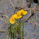 Utricularia australis Kukka