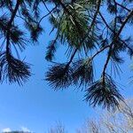 Pinus pinea Ліст