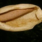 Xanthosoma undipes Fruit