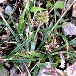 Eragrostis cilianensis Leaf