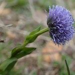 Globularia vulgaris Hedelmä