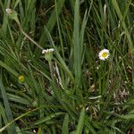 Erigeron lonchophyllus 整株植物