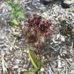 Eutrochium maculatum Fruit