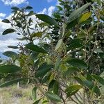 Acacia melanoxylon Ліст