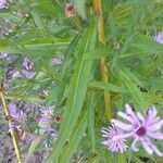 Symphyotrichum dumosum Levél