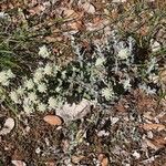 Teucrium polium 整株植物