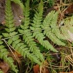 Dryopteris carthusiana Leaf