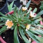 Lewisia longipetala ᱛᱟᱦᱮᱸ