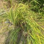 Carex trifidaBlatt