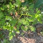 Chaerophyllum tainturieri Feuille