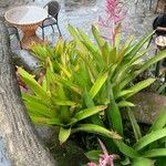 Guzmania plumieri Листок