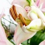 Lilium regale Kwiat
