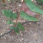 Hedychium greenii Hoja