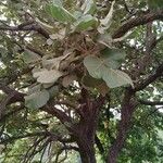 Erythrina sigmoidea Habit