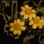 Monolopia lanceolata Цветок