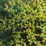 Euphorbia hierosolymitana Flor