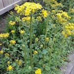 Senecio squalidus Ліст