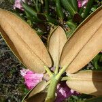 Rhododendron principis Hoja