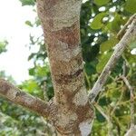 Clusia criuva Corteza