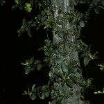 Hydrangea serratifolia кора