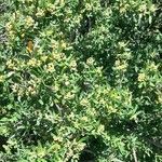 Pyracantha angustifolia Vekstform