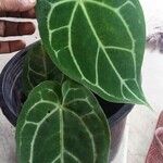 Anthurium clarinervium List