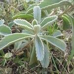 Leucas tomentosa Hoja