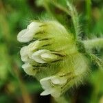 Anthyllis cornicina 花