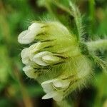 Hymenocarpos cornicinus Blüte