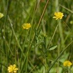 Trifolium patens Anders