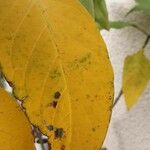Brugmansia suaveolens Leaf